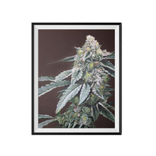 Load image into Gallery viewer, Boston Cream Pie 18x24 Cannabis Poster