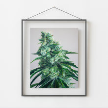 Load image into Gallery viewer, White Durban 8x10 print