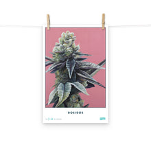 Load image into Gallery viewer, STRAIN NAME Dosidos Poster