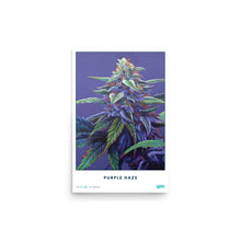 Load image into Gallery viewer, STRAIN NAME Purple Haze Poster