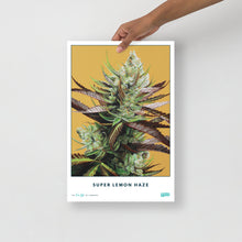Load image into Gallery viewer, STRAIN NAME Super Lemon Haze Poster