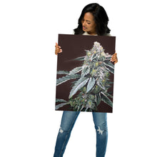 Load image into Gallery viewer, Boston Cream Pie 18x24 Cannabis Poster
