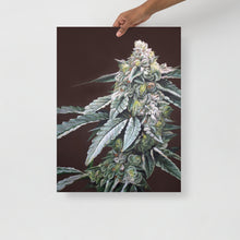 Load image into Gallery viewer, Boston Cream Pie 18x24 Cannabis Poster
