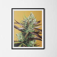 Load image into Gallery viewer, Super Lemon Haze 18x24 Cannabis Poster