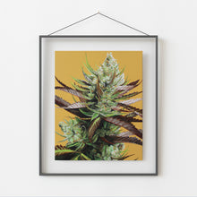 Load image into Gallery viewer, Super Lemon Haze 8x10 Print