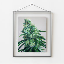 Load image into Gallery viewer, White Durban 8"x10" Print