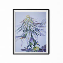 Load image into Gallery viewer, Cotton Candy Cookies cannabis poster print
