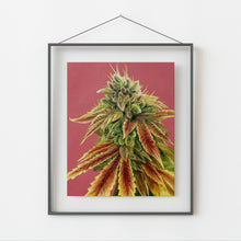 Load image into Gallery viewer, Gorilla Zkittlez 8x10 print
