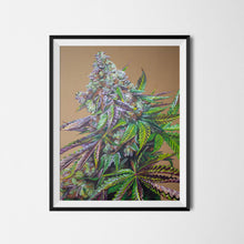 Load image into Gallery viewer, Mendo Breath 18x24 Poster
