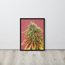Load image into Gallery viewer, Gorilla Zkittlez framed poster - black frame
