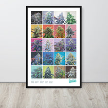 Load image into Gallery viewer, 20 Strains framed 36x24 poster - black frame
