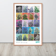 Load image into Gallery viewer, 20 Strains framed 36x24 poster - red oak frame
