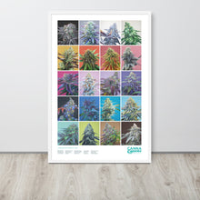 Load image into Gallery viewer, 20 Strains framed 36x24 poster - white frame
