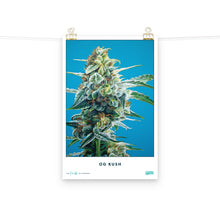 Load image into Gallery viewer, Collectible OG Kush Poster
