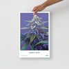 STRAIN NAME Purple Haze Poster