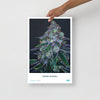 STRAIN NAME Sour Diesel Poster