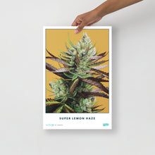 Load image into Gallery viewer, STRAIN NAME Super Lemon Haze Poster

