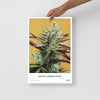 STRAIN NAME Super Lemon Haze Poster