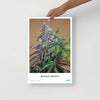 STRAIN NAME Mendo Breath Poster