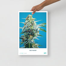 Load image into Gallery viewer, Collectible OG Kush Poster
