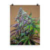 Mendo Breath 18x24 Poster