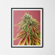 Load image into Gallery viewer, Gorilla Zkittlez 18&quot;x24&quot; Poster
