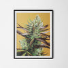 Super Lemon Haze Cannabis Poster