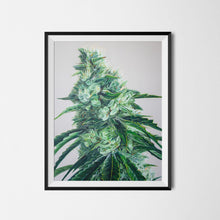 Load image into Gallery viewer, White Durban 18&quot;x24&quot; Poster
