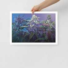 Load image into Gallery viewer, FRAMED 18&quot;x12&quot; PURPS - Purple Cannabis Print
