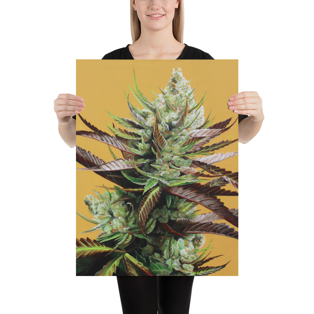 Super Lemon Haze 18x24 Cannabis Poster