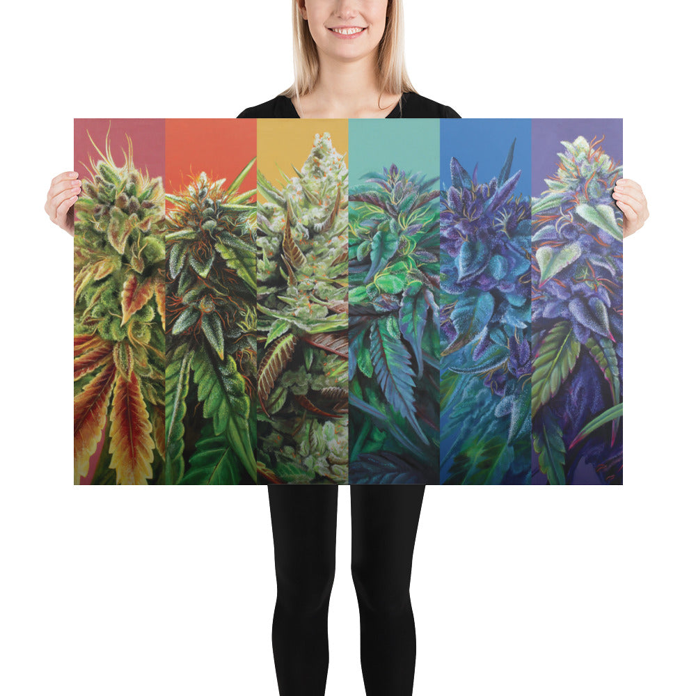 STRainbow Cannabis 36x24 Poster